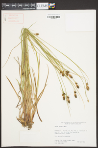 Carex bushii image