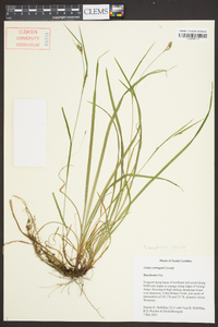 Carex corrugata image