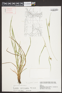 Carex corrugata image