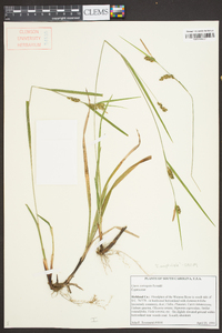 Carex corrugata image