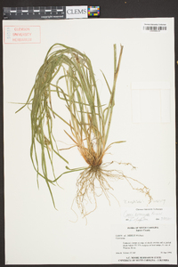 Carex corrugata image