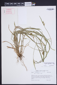 Carex crebriflora image