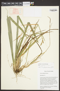 Carex crebriflora image