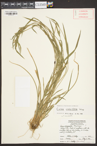 Carex crebriflora image