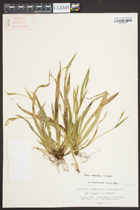 Carex crebriflora image