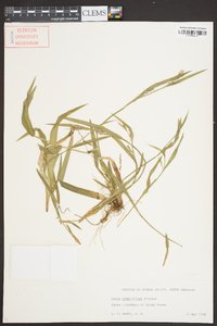 Carex crebriflora image