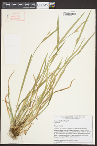 Carex crebriflora image