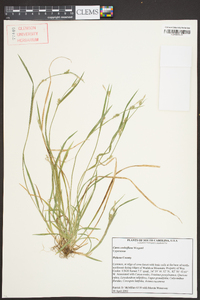 Carex crebriflora image