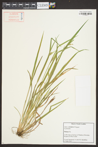 Carex crebriflora image