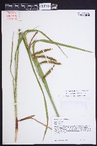 Carex crinita var. brevicrinis image