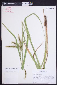 Carex crinita var. brevicrinis image