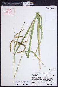 Carex crinita var. brevicrinis image