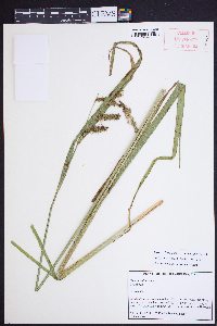 Carex crinita var. brevicrinis image