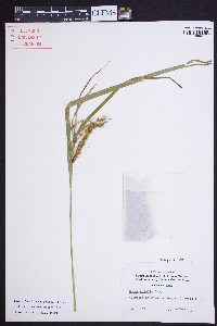 Carex crinita var. brevicrinis image