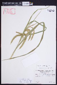 Carex crinita var. crinita image