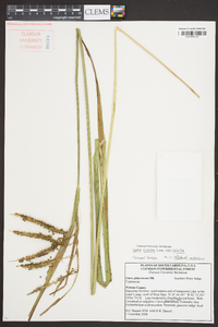 Carex crinita var. crinita image