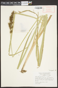 Carex crus-corvi image