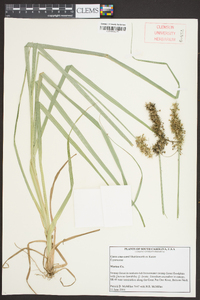 Carex crus-corvi image