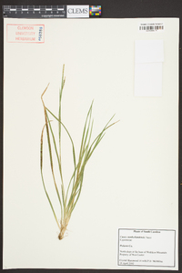 Carex cumberlandensis image