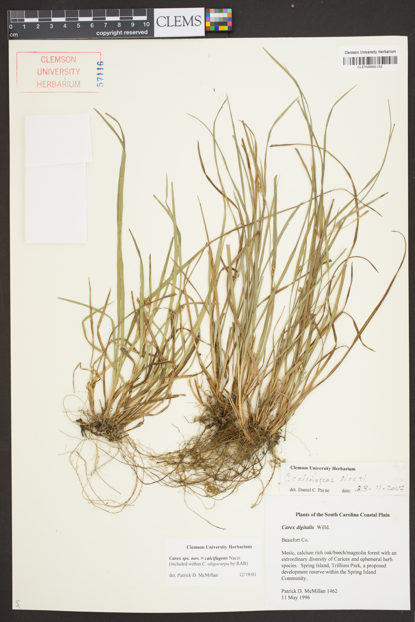 Carex calcifugens image