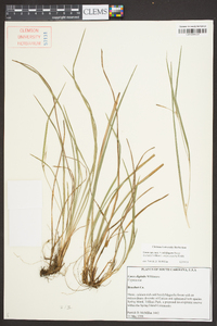 Carex calcifugens image