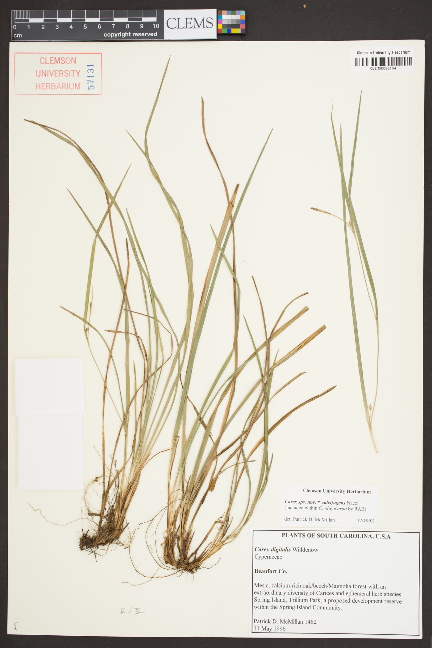 Carex calcifugens image