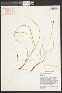 Carex caroliniana image