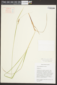 Carex caroliniana image