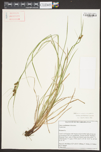 Carex caroliniana image