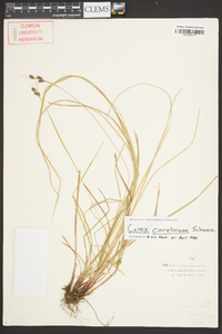 Carex caroliniana image