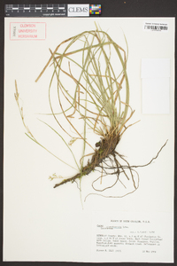 Carex cherokeensis image