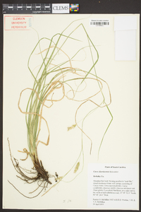 Carex cherokeensis image