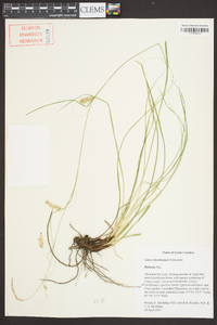 Carex cherokeensis image