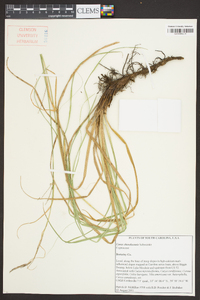 Carex cherokeensis image