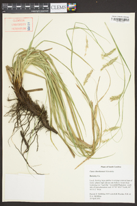 Carex cherokeensis image