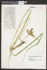 Carex comosa image