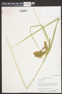 Carex comosa image