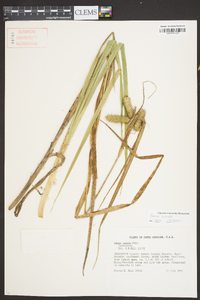 Carex comosa image