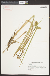 Carex comosa image