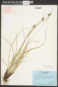 Carex complanata image