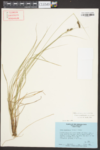 Carex complanata image