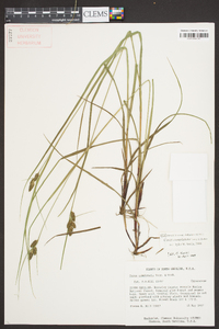 Carex complanata image