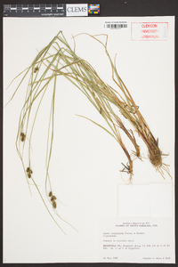 Carex complanata image