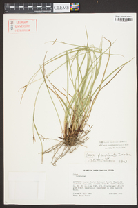 Carex complanata image