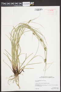 Carex complanata image