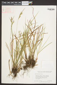 Carex dasycarpa image