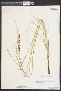 Carex decomposita image