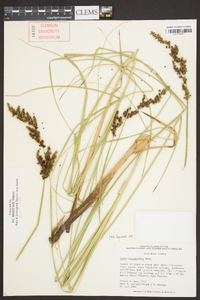 Carex decomposita image