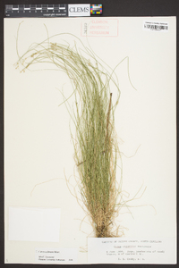 Carex echinata image