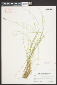 Carex echinata image